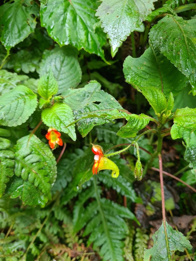 Impatiens gesneroidea photo 6