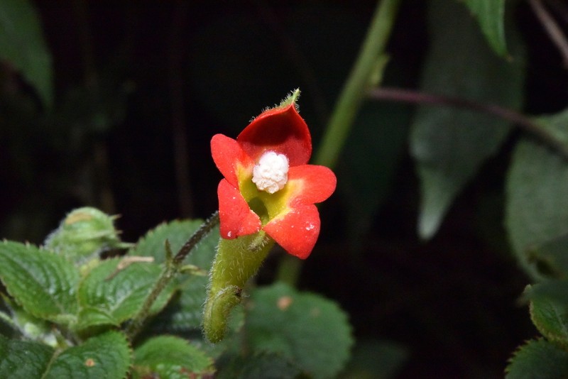 Impatiens gesneroidea photo 7
