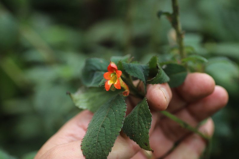 Impatiens gesneroidea photo 8