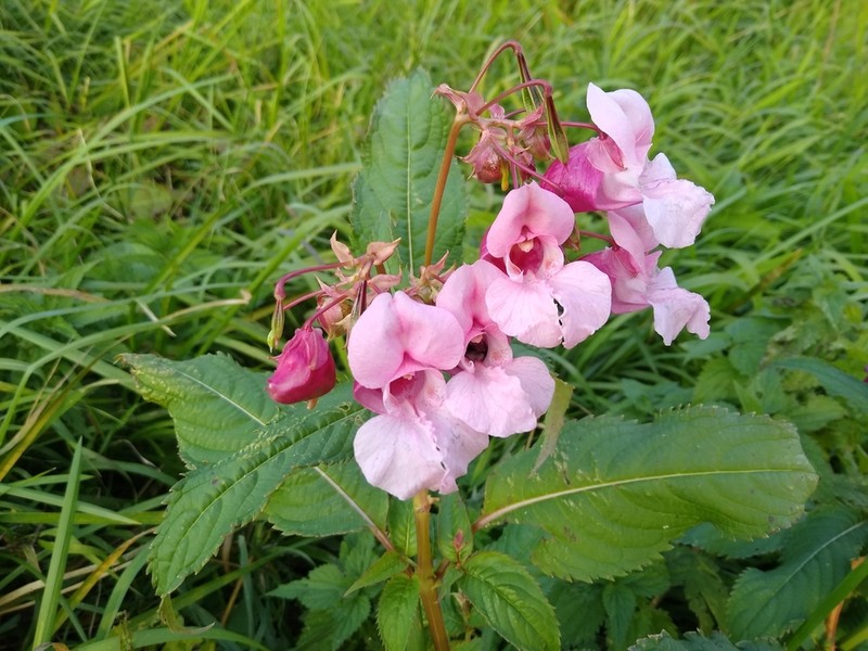 Ornamental Jewelweed photo 4