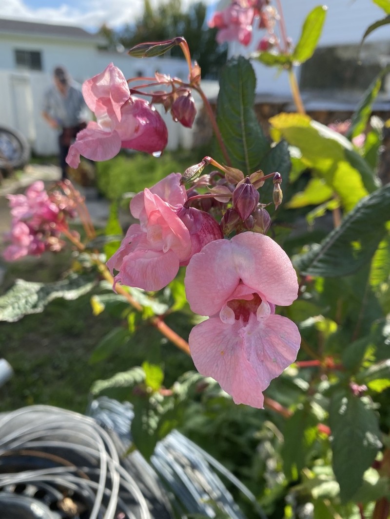 Ornamental Jewelweed photo 6