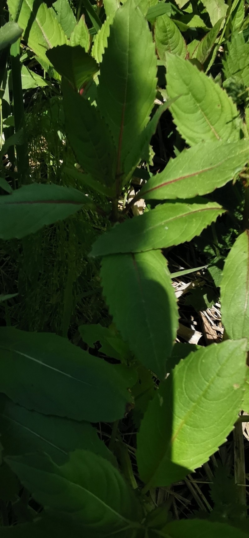 Ornamental Jewelweed photo 7