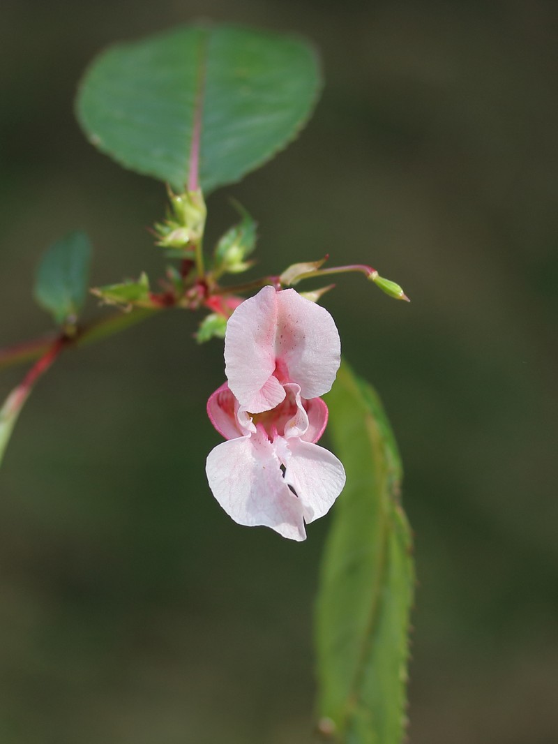 Ornamental Jewelweed photo 2