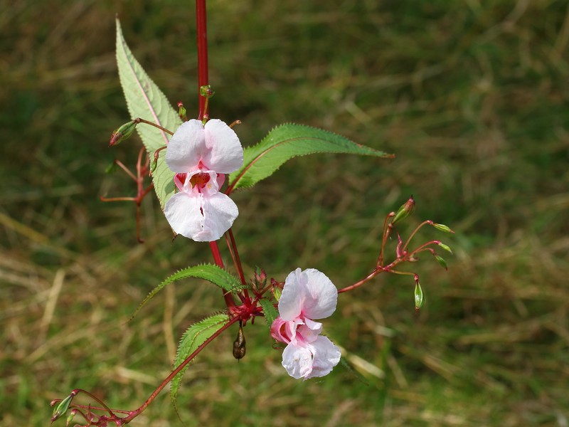 Ornamental Jewelweed photo 3
