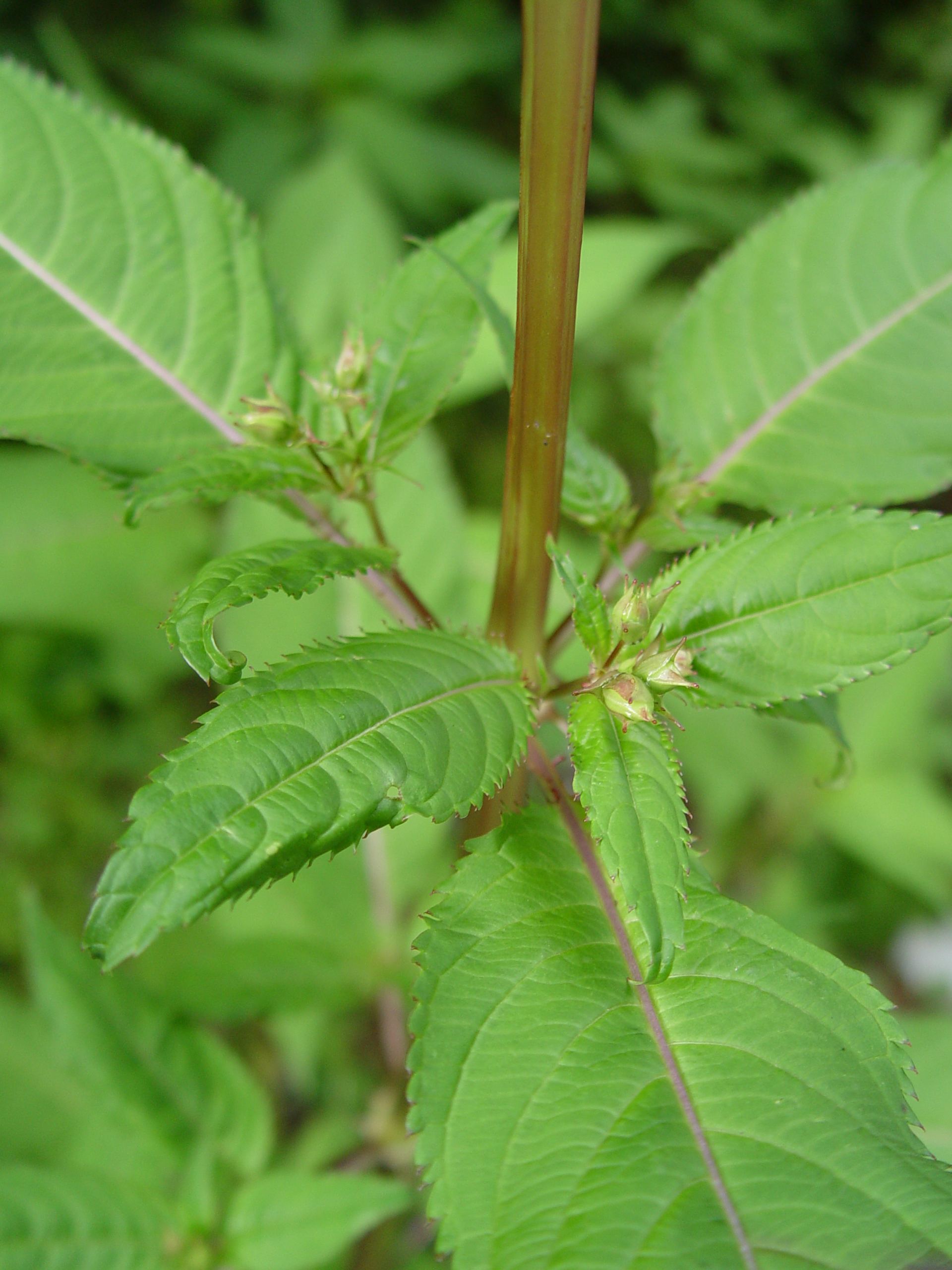 Ornamental Jewelweed photo 4
