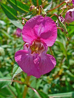Ornamental Jewelweed