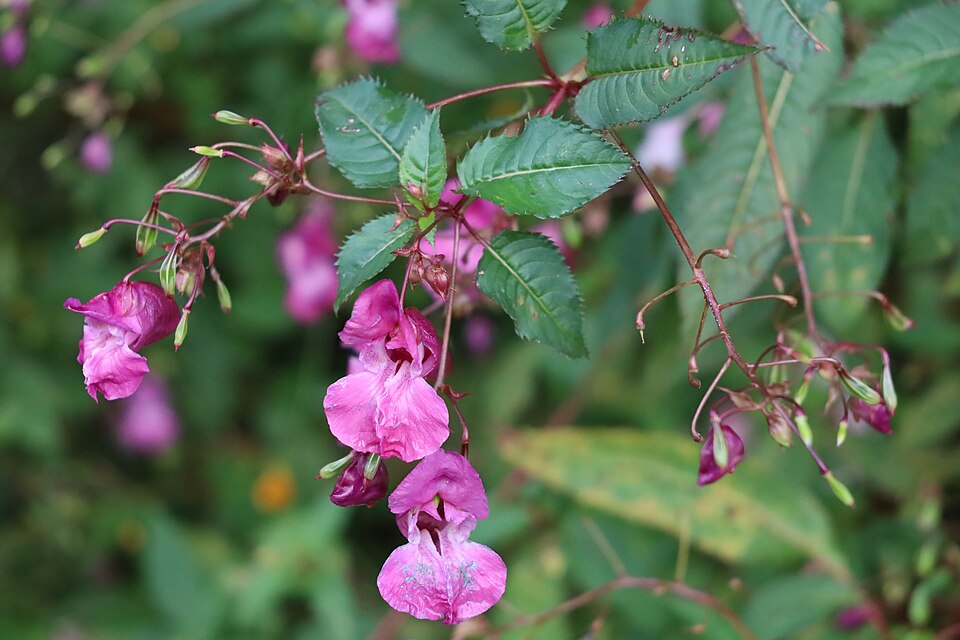 Ornamental Jewelweed photo 5