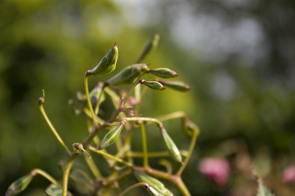 Ornamental Jewelweed photo 8