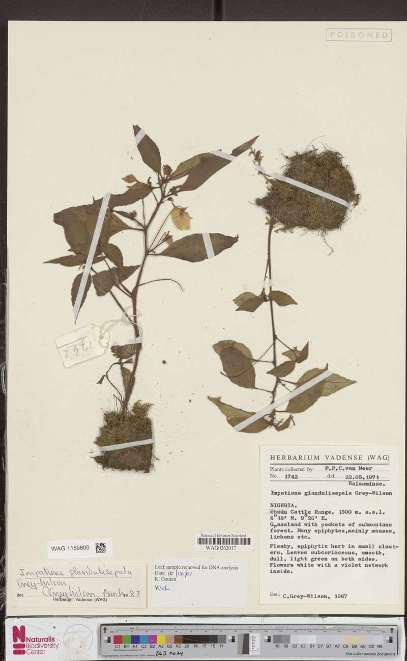 Impatiens glandulisepala