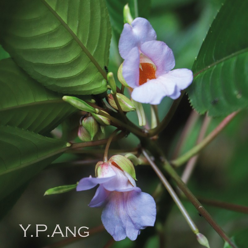 Impatiens glaricola photo 2