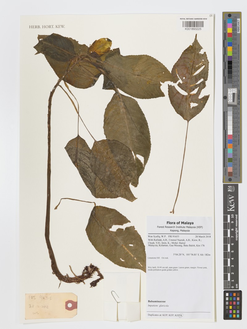 Impatiens glaricola photo 3
