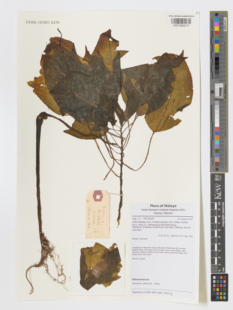 Impatiens glaricola photo 4