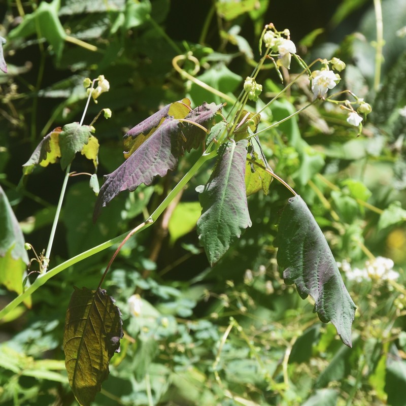 Impatiens glauca photo 4