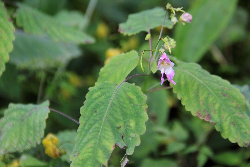 Impatiens glauca photo 6