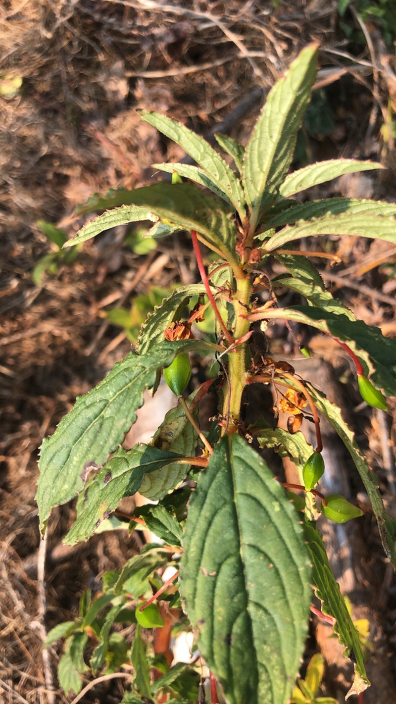 Impatiens gomphophylla photo 2