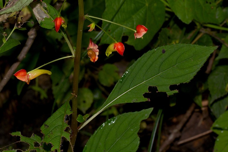 Impatiens gomphophylla photo 3