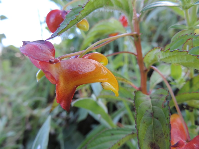 Impatiens gomphophylla photo 5