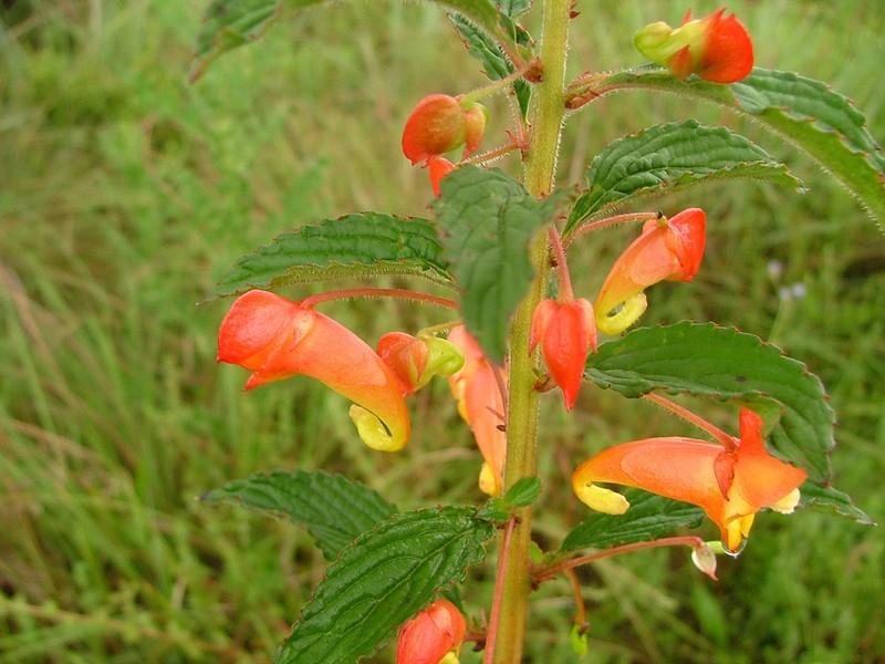 Impatiens gomphophylla photo 6