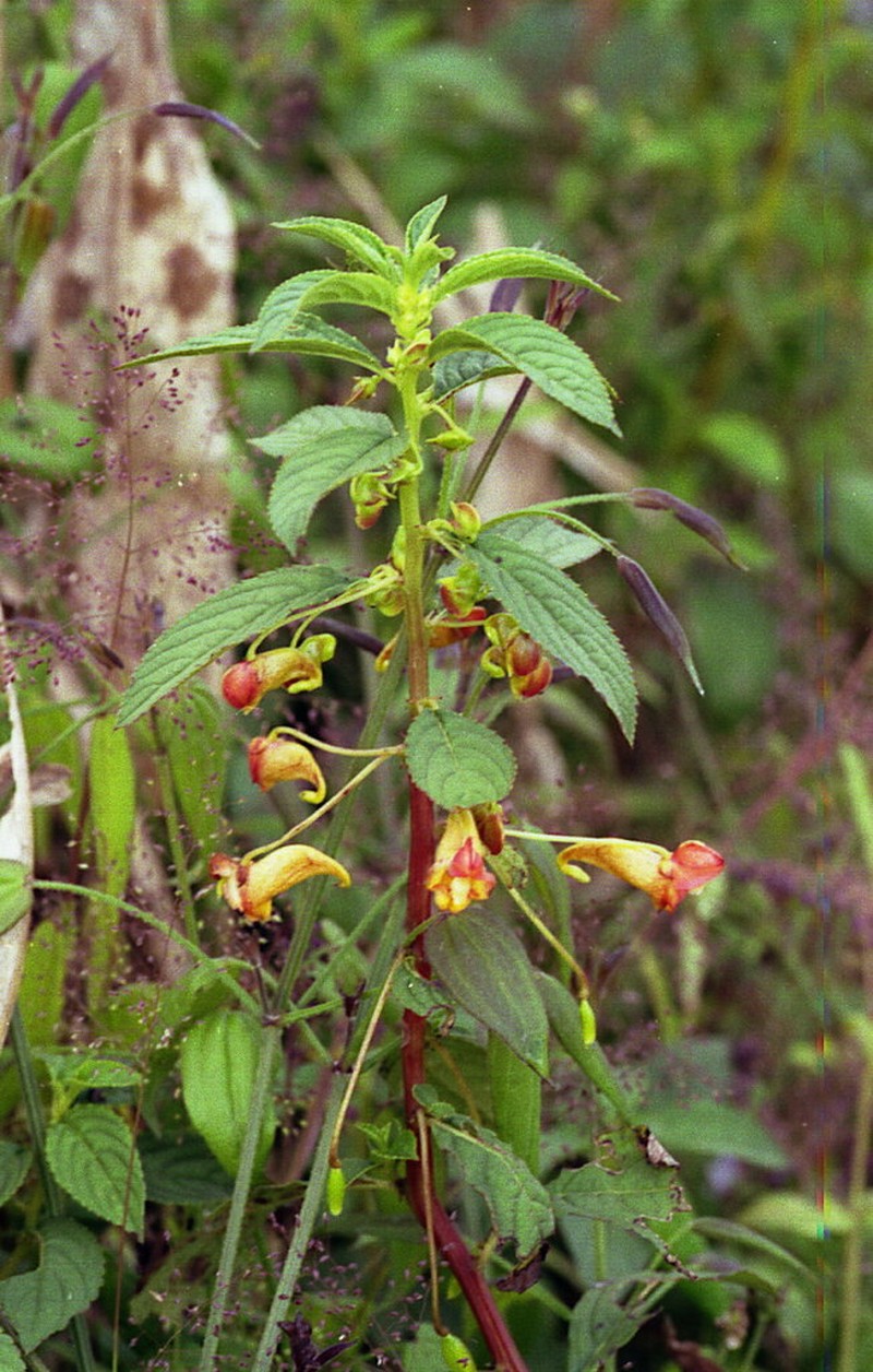 Impatiens gomphophylla photo 7