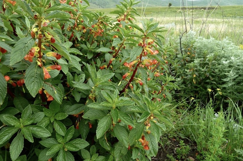 Impatiens gomphophylla photo 8