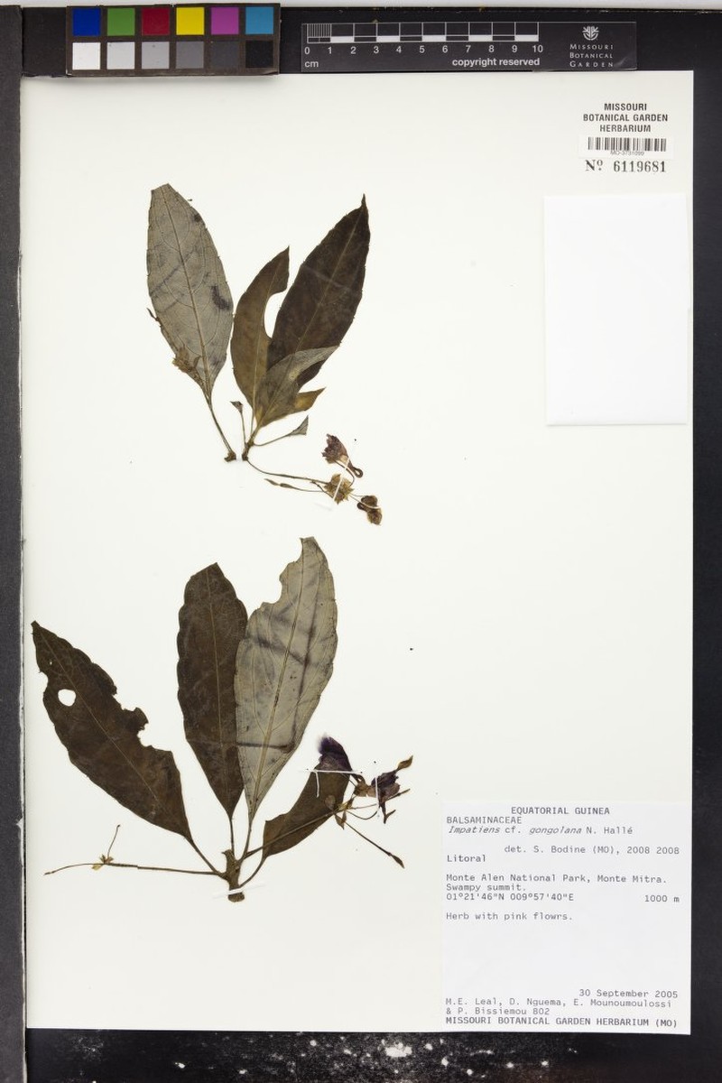 Impatiens gongolana