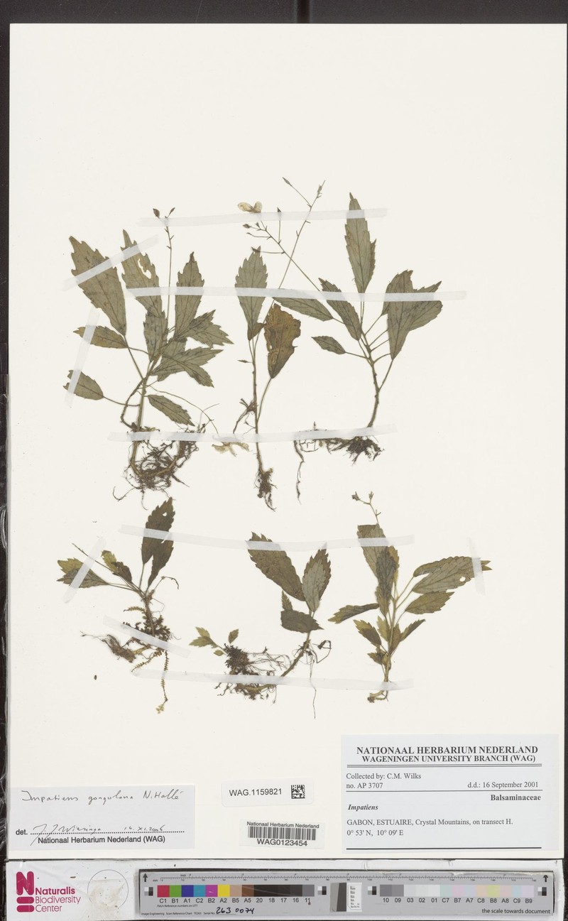 Impatiens gongolana photo 2