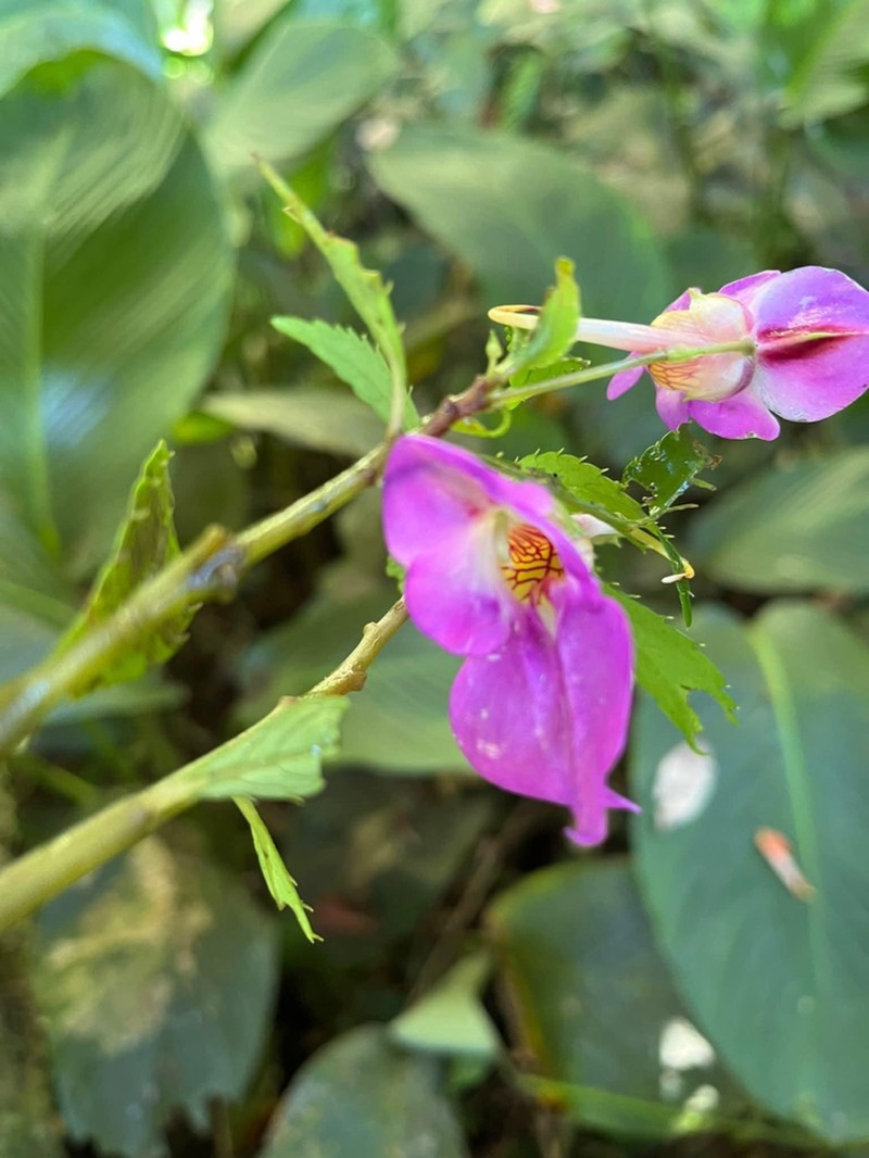 Impatiens gongshanensis photo 2