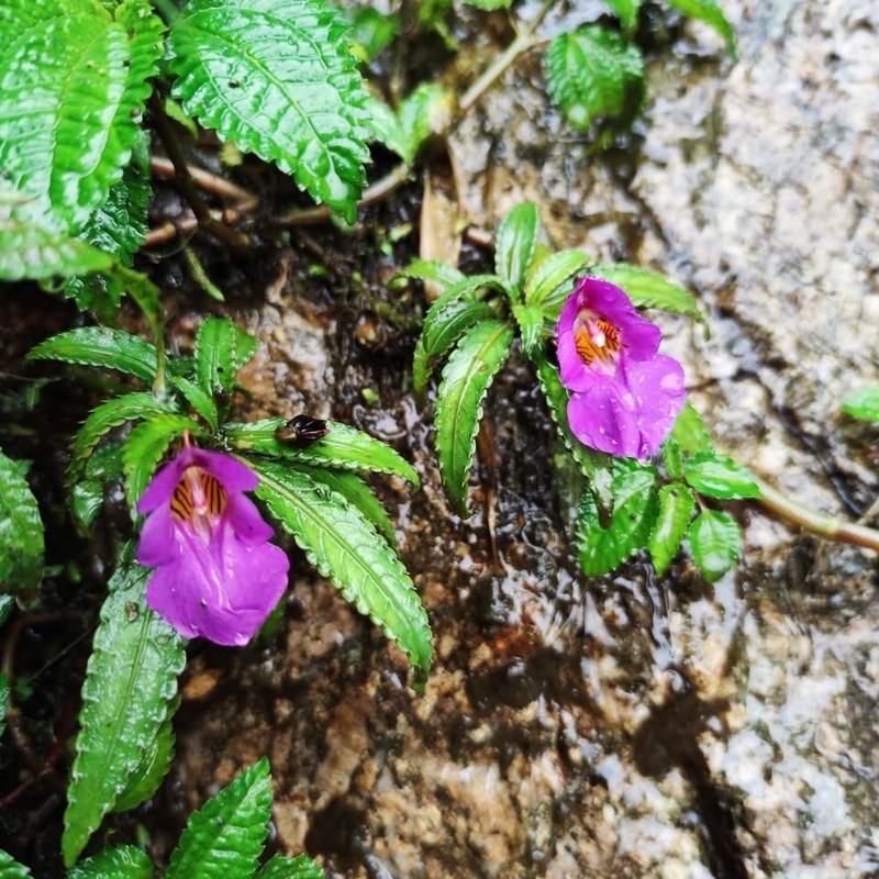 Impatiens gongshanensis photo 3