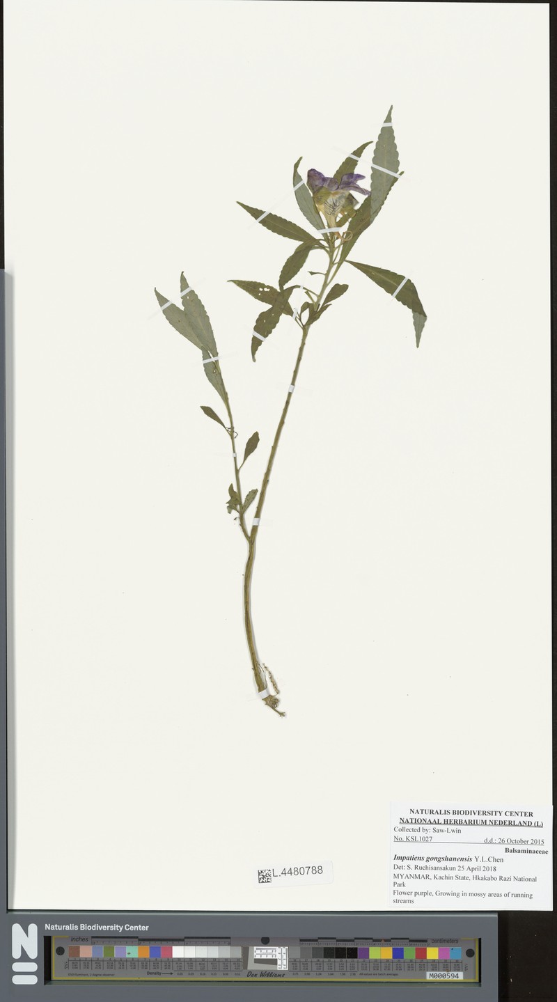 Impatiens gongshanensis photo 6