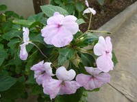 Impatiens gordonii