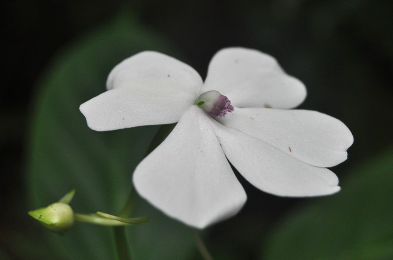 Impatiens gordonii photo 3