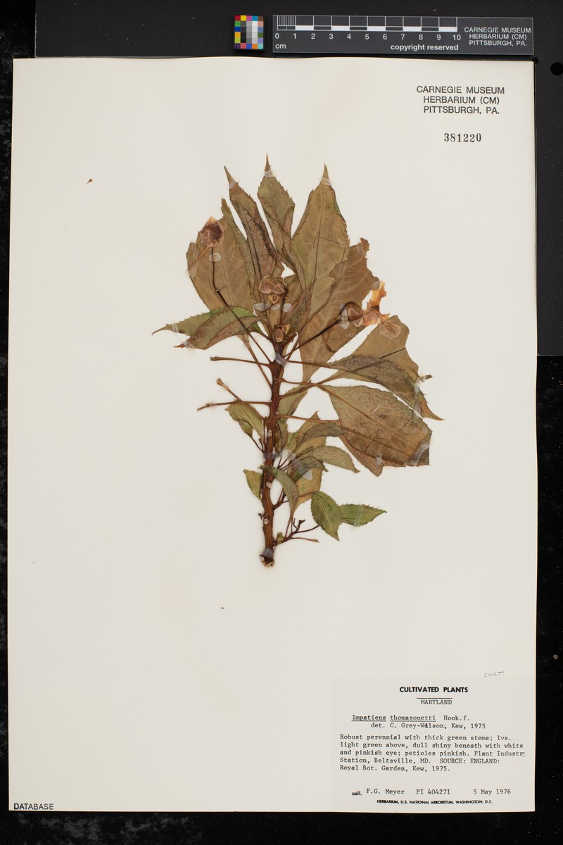 Impatiens gordonii photo 4