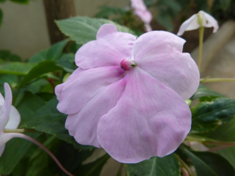Impatiens gordonii photo 5