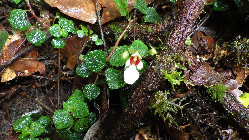 Impatiens gossweileri