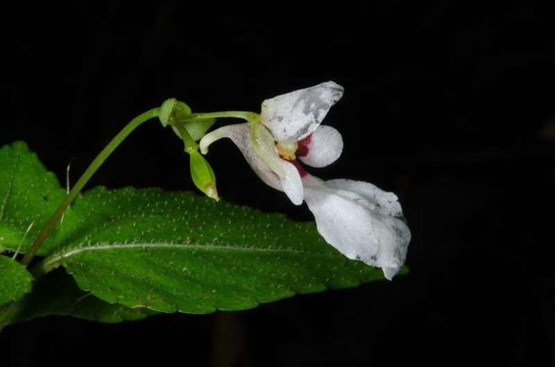 Impatiens gossweileri photo 2