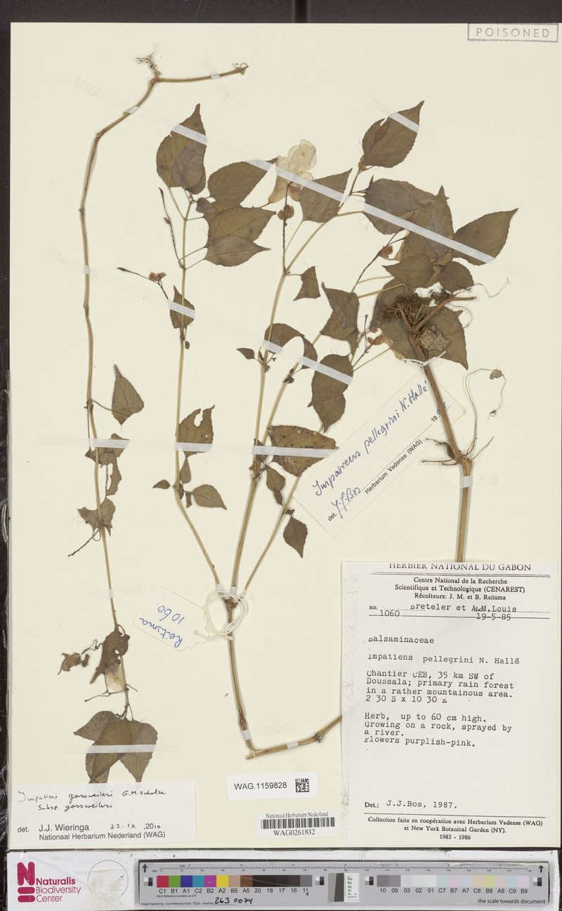 Impatiens gossweileri subsp. gossweileri
