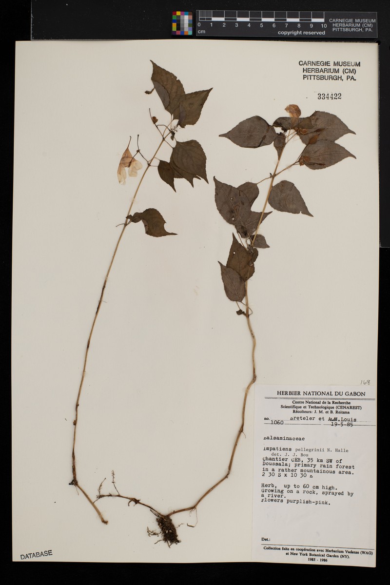Impatiens gossweileri subsp. gossweileri photo 2