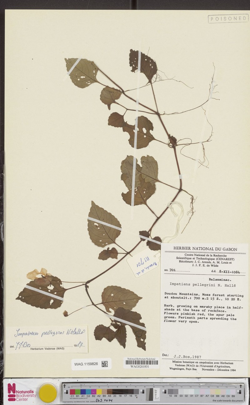 Impatiens gossweileri subsp. gossweileri photo 3