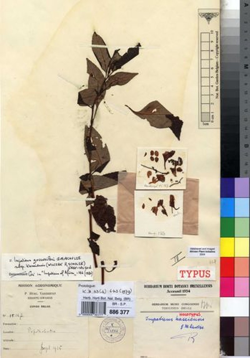 Impatiens gossweileri subsp. kasaiensis