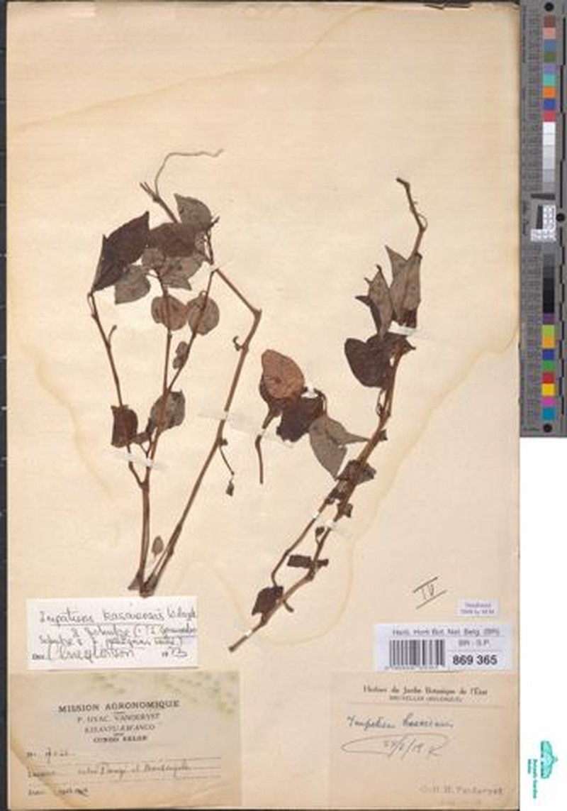 Impatiens gossweileri subsp. kasaiensis photo 2