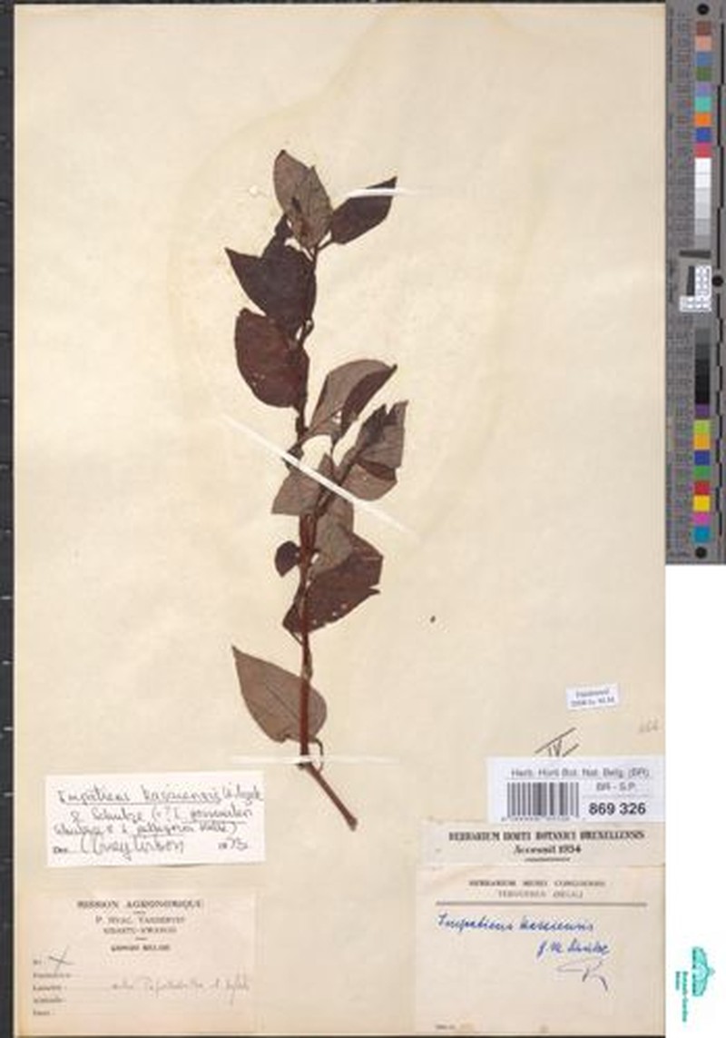 Impatiens gossweileri subsp. kasaiensis photo 3