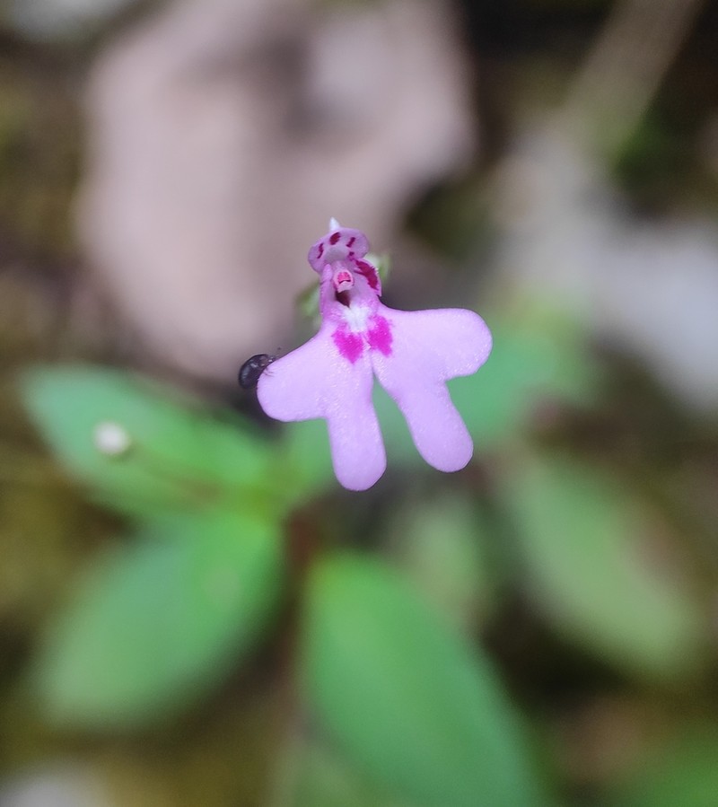 Impatiens goughii photo 2