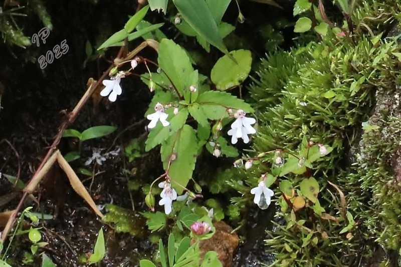 Impatiens goughii photo 3