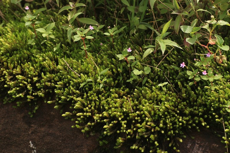 Impatiens goughii photo 4