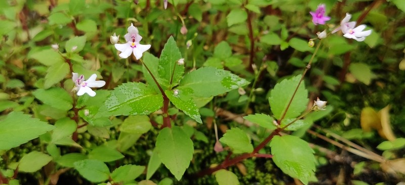 Impatiens goughii photo 5