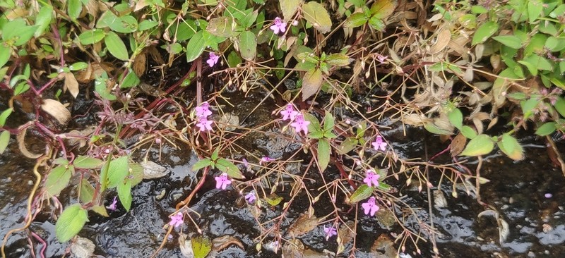Impatiens goughii photo 6