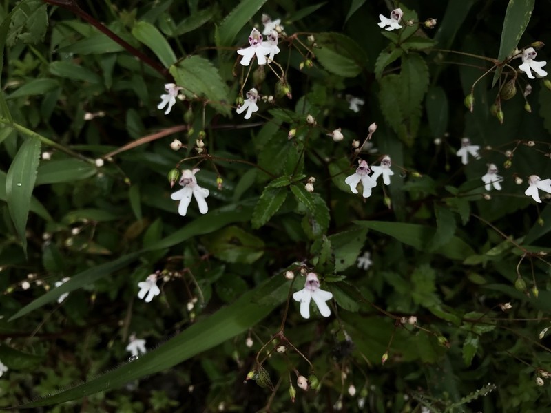 Impatiens goughii photo 7