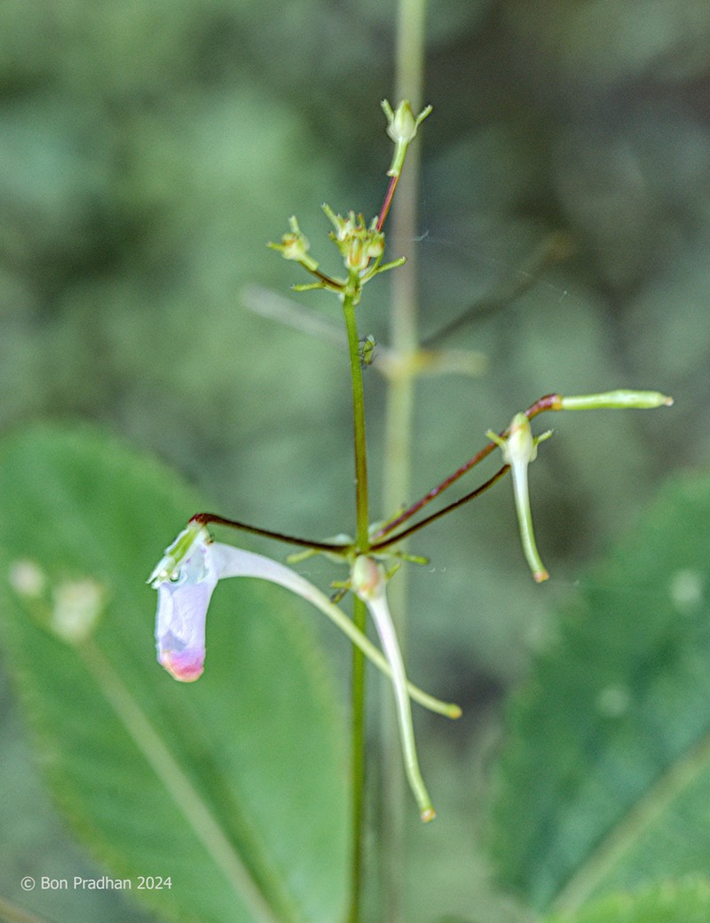 Impatiens graciliflora