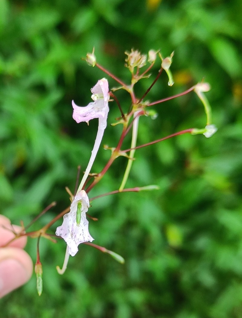 Impatiens graciliflora photo 2