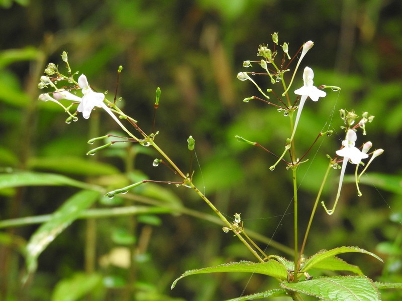 Impatiens graciliflora photo 3